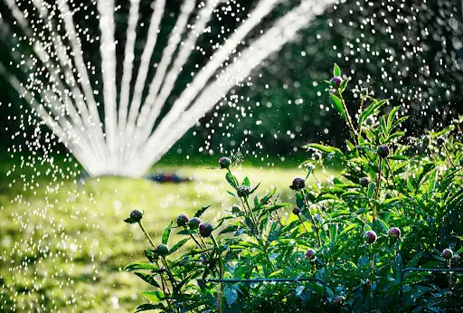 A lawn sprinkler is watering a lush green lawn. A bush is in the foreground.